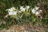 Pancratium maritimum