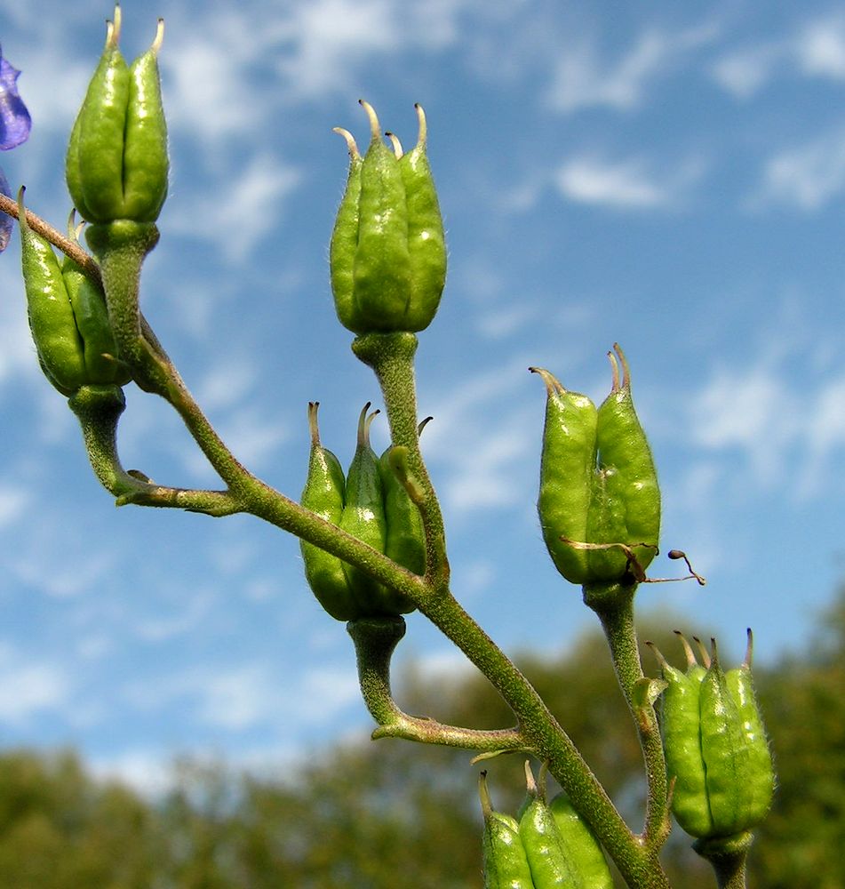 Изображение особи Aconitum macrorhynchum.