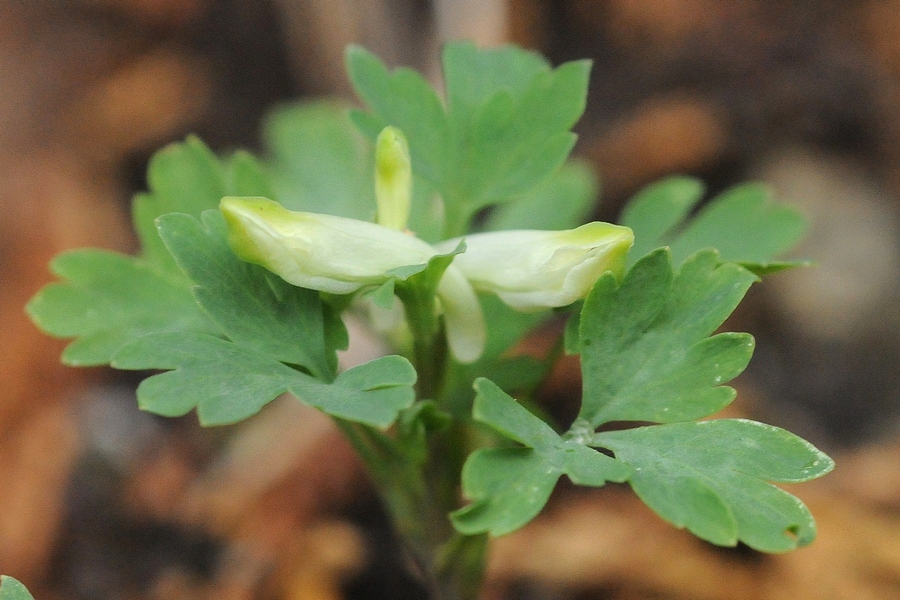 Изображение особи Corydalis capnoides.