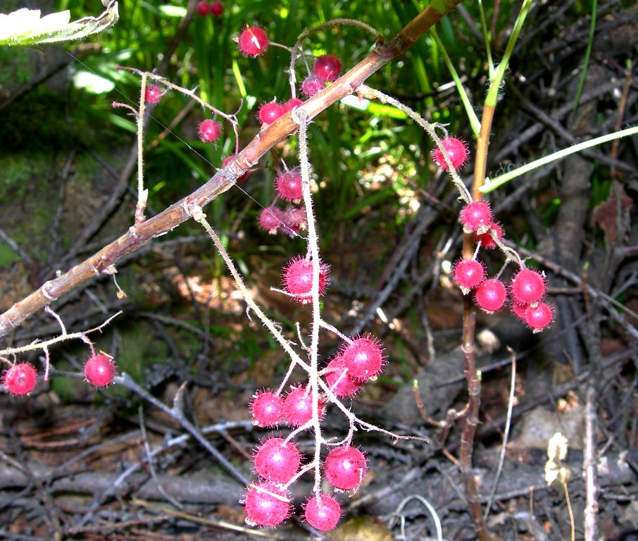 Изображение особи Ribes sachalinense.