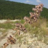 Nepeta grandiflora. Соплодие. Краснодарский край, Абинский р-н, окр. станицы Шапсугская, мергелевый карьер. 23.08.2014.