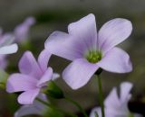 Oxalis triangularis