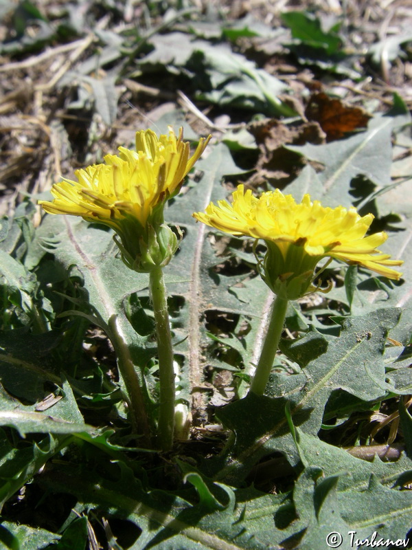 Изображение особи род Taraxacum.