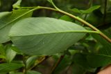 Salix phylicifolia