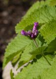 Betonica macrantha. Верхушка побега с раскрывающимися бутонами. Мурманск, МГГУ, в культуре. 15.07.2014.