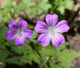 Geranium rectum. Цветки. Кыргызстан, Нарынская обл., левый берег р. Нарын, долина руч. Бурган-Суу. 11.07.2015.