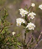 Spiraea lasiocarpa. Верхушка веточки с соцветиями. Кыргызстан, Нарынская обл., левый берег р. Нарын, долина руч. Ирису. 12.06.2015.