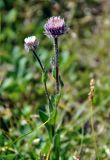 Erigeron eriocalyx. Верхушка цветущего растения. Бурятия, Окинский р-н, перевал Чойган-Дабан, ≈ 1900 м н.у.м., горная тундра. 09.07.2015.