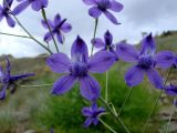 Delphinium longipedunculatum. Часть соцветия. Узбекистан, хребет Нуратау, Нуратинский заповедник, урочище Хаятсай, выс. ок. 1500 м н.у.м., каменисто-щебнистый склон. 25.06.2012.