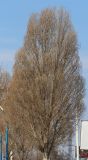 Populus simonii