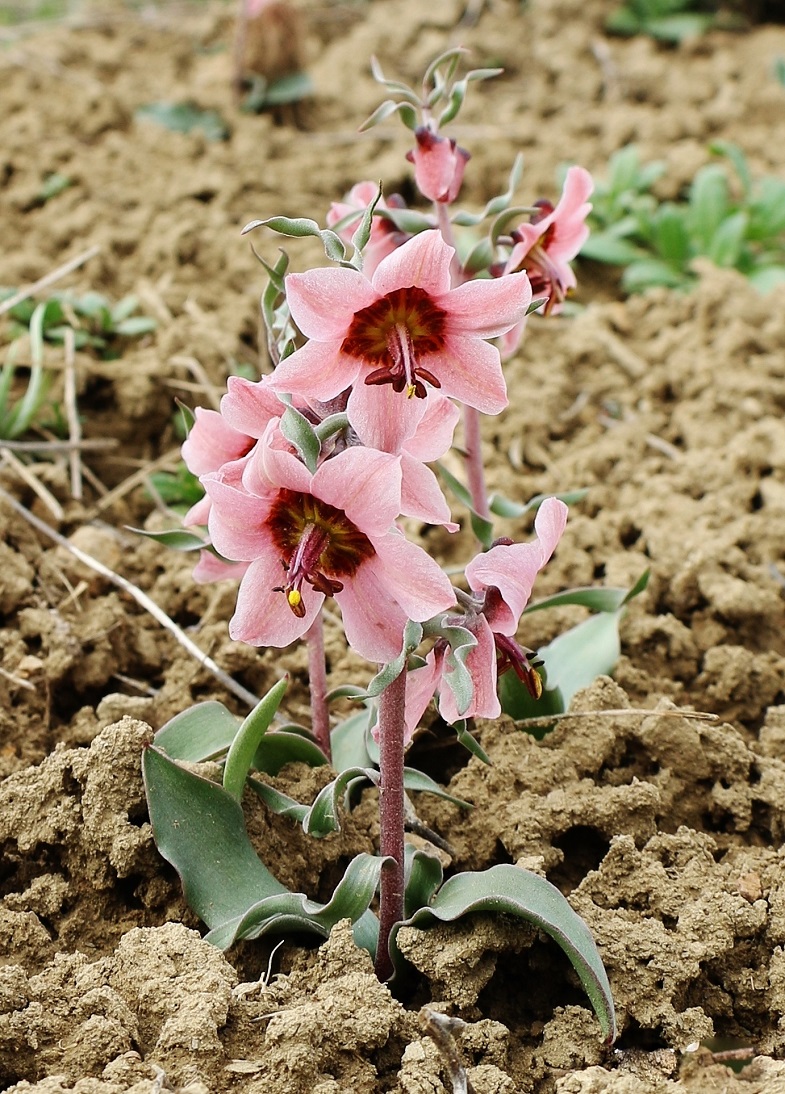 Изображение особи Rhinopetalum gibbosum.