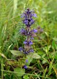 Ajuga genevensis