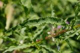 Rumex crispus