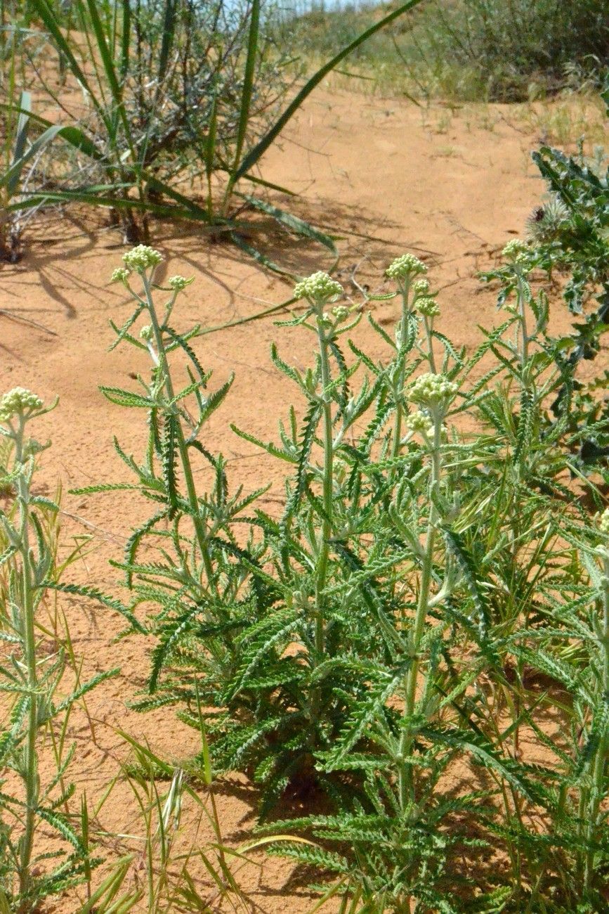 Изображение особи Achillea leptophylla.