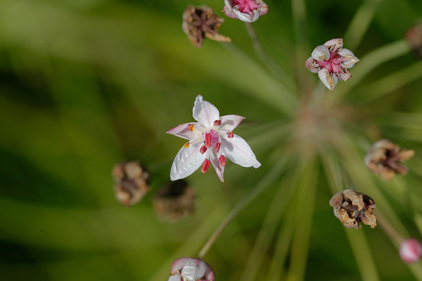 Изображение особи Butomus umbellatus.