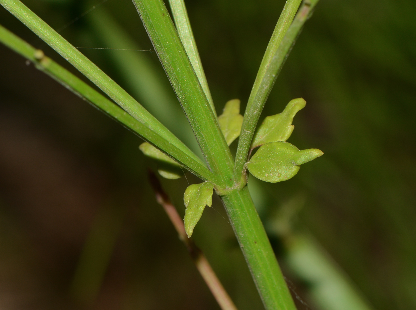 Изображение особи Russelia equisetiformis.