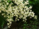 Syringa amurensis. Часть соцветия. Иркутск, в озеленении. 27.06.2016.