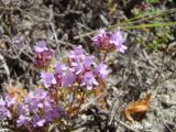 Thymus dubjanskyi. Верхушки побегов с соцветиями. Ульяновская обл., Карсунский р-н, окр. с. Теньковка, гряда мергелисто-меловых склонов к р. Урень и её правому притоку к северу и востоку от села. 7 июля 2015 г.