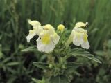 Galeopsis segetum. Верхушка цветущего растения. Нидерланды, провинция Gelderland, община Wijchen, сорное в посевах зерновых. 12 июня 2010 г.