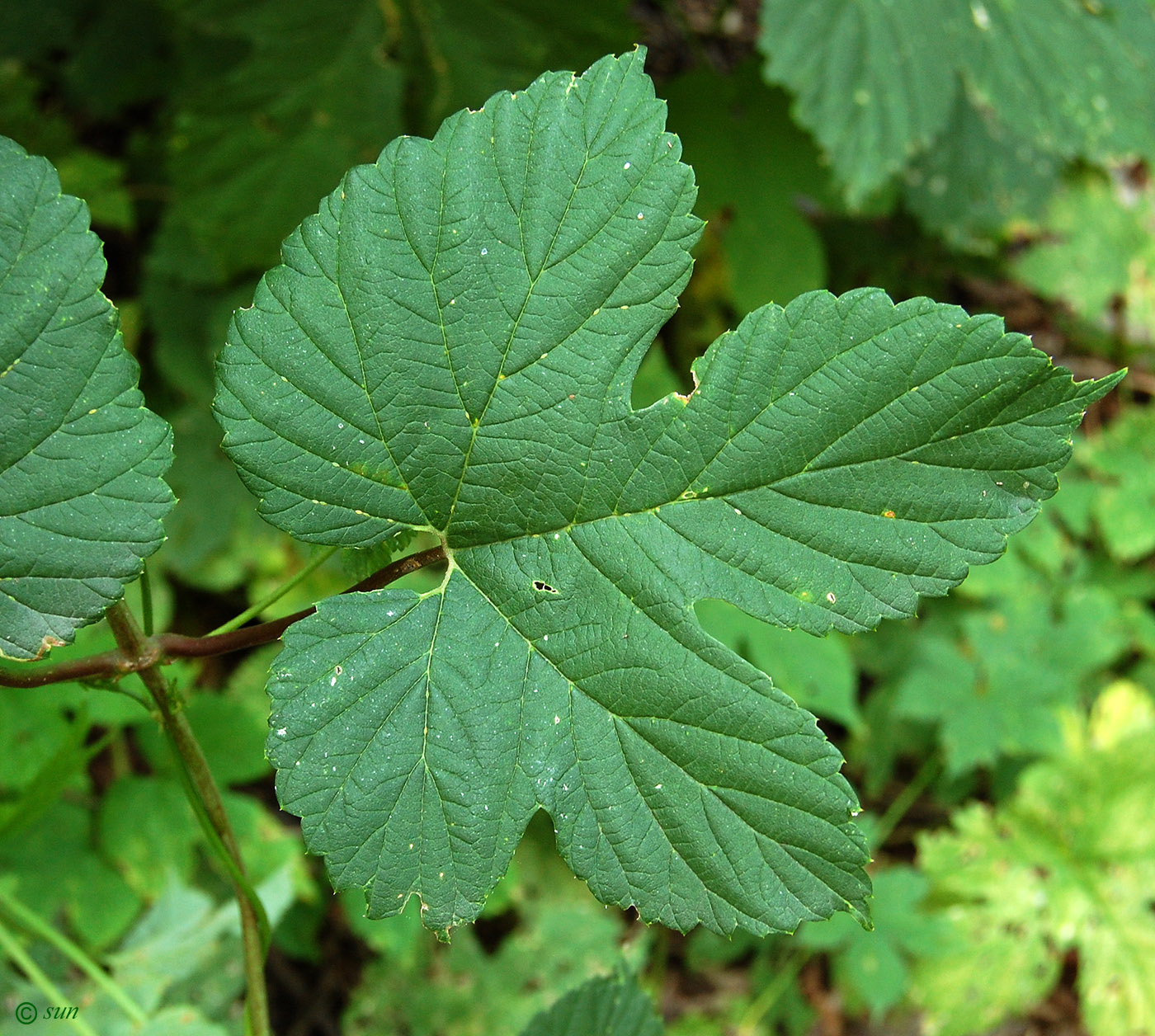 Изображение особи Humulus lupulus.