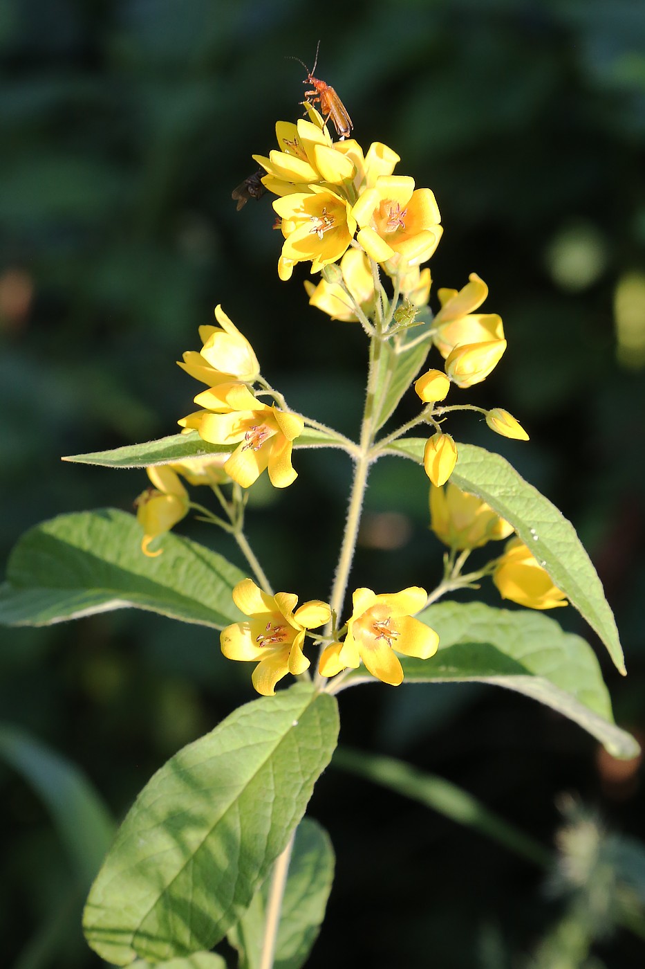 Изображение особи Lysimachia vulgaris.