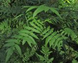 Sorbaria sorbifolia