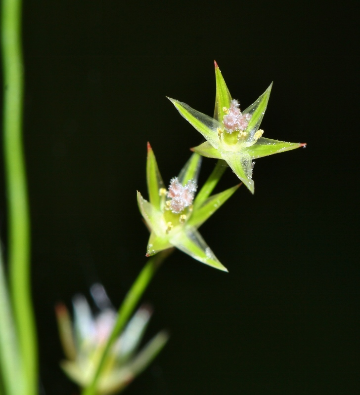 Изображение особи Juncus tenuis.