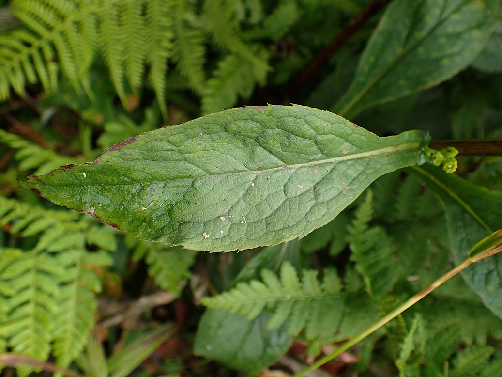 Изображение особи Solidago virgaurea.