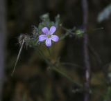 Geranium robertianum. Цветок. Крым, городской округ Ялта, Ай-Петринская яйла, тенистая расщелина. 14.08.2017.