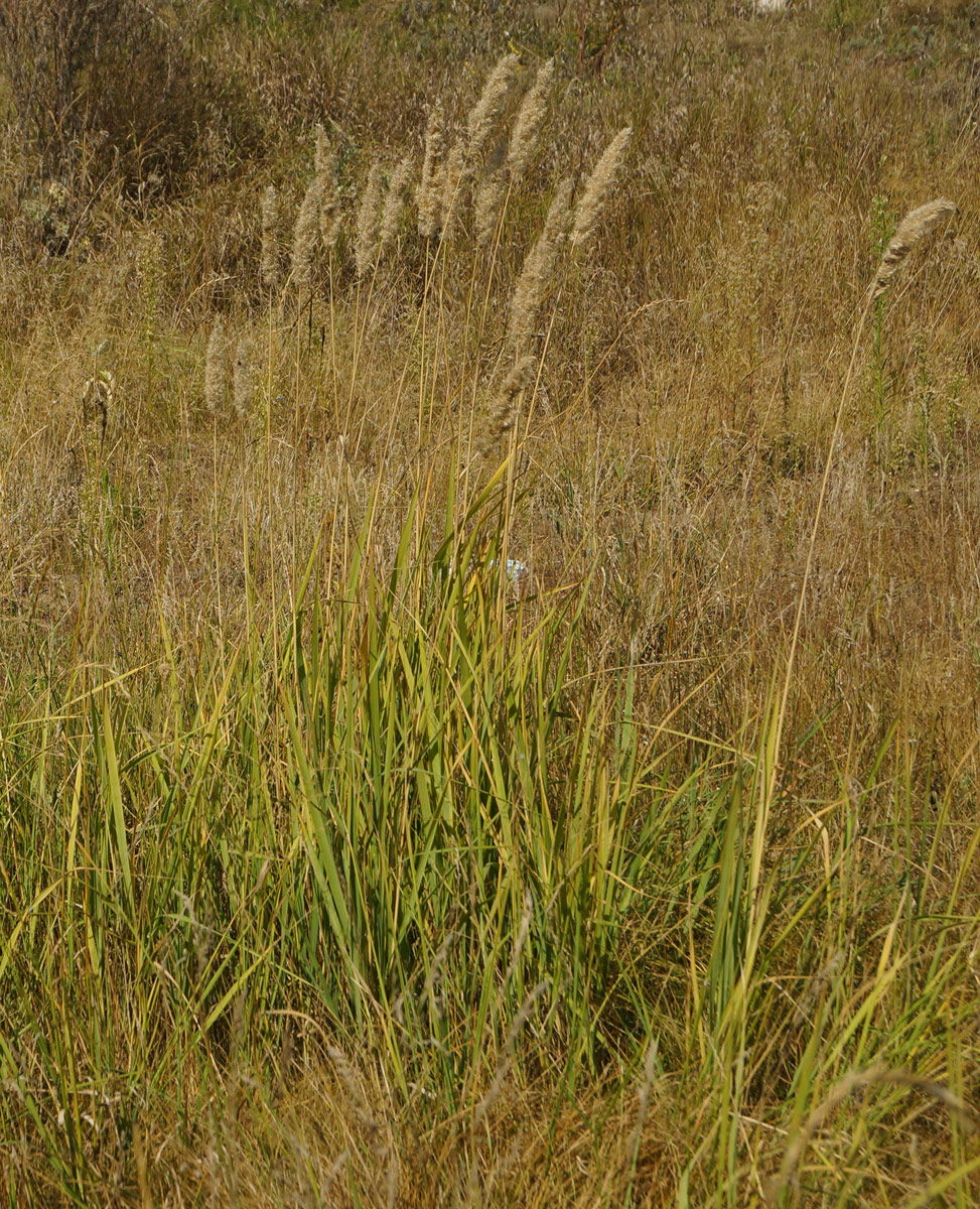 Изображение особи Calamagrostis epigeios.