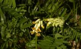 Vicia balansae. Верхушка расцветающего растения. Кабардино-Балкария, Эльбрусский р-н, Терскольский лес. 17.06.2012.