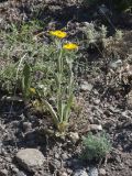 Inula oculus-christi