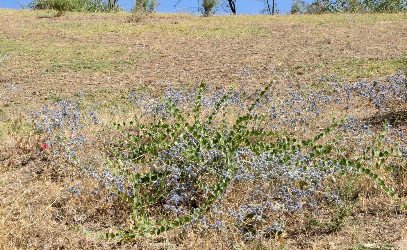 Изображение особи Eryngium caeruleum.