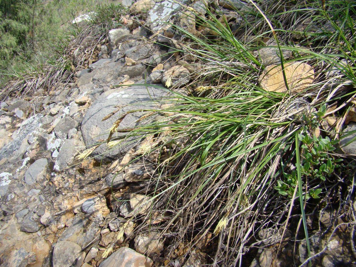 Изображение особи Carex alexeenkoana.