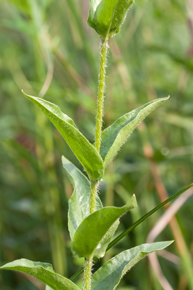 Изображение особи Lychnis chalcedonica.