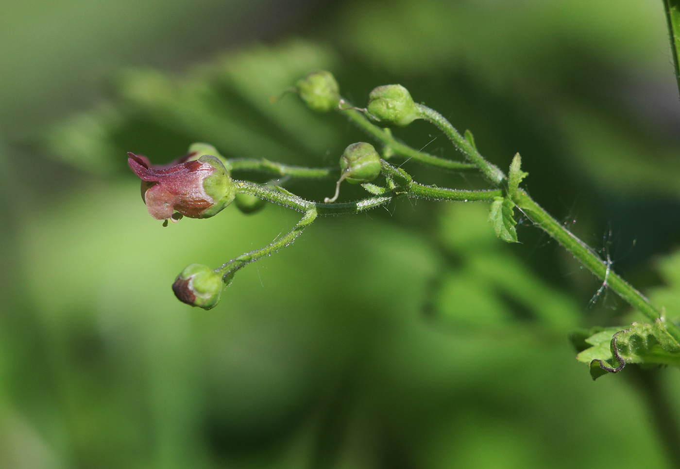 Изображение особи Scrophularia scopolii.