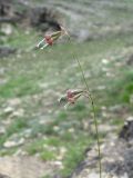 Silene saxatilis