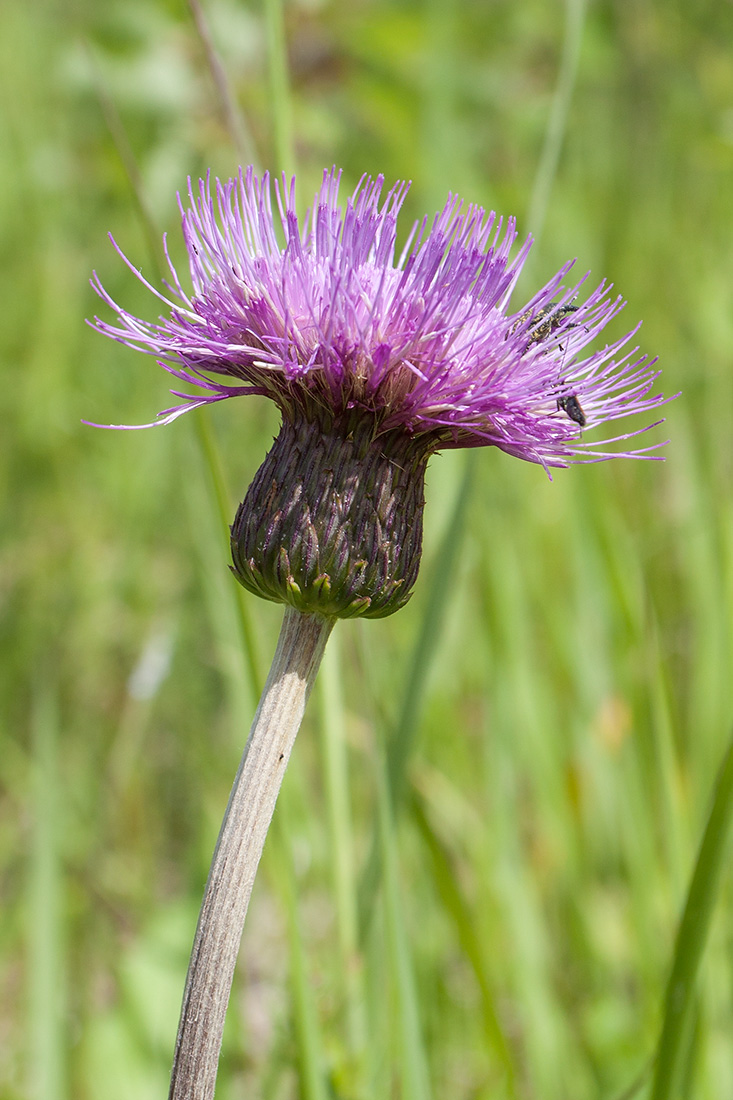 Изображение особи Cirsium heterophyllum.