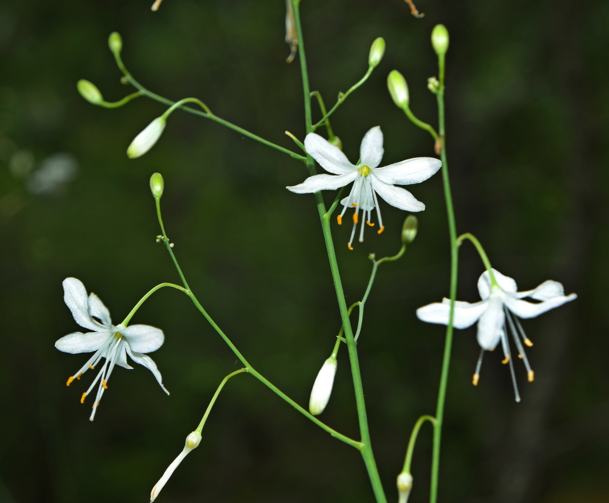 Изображение особи Anthericum ramosum.