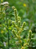 Rumex maritimus