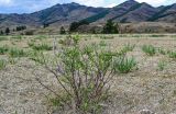 Spiraea hypericifolia. Вегетирующее растение. Хакасия, Аскизский р-н, долина р. Аскиз, степь с вегетирующими Iris. 12.06.2022.