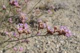 Limonium leptophyllum