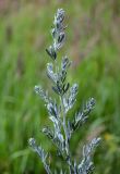 Artemisia absinthium