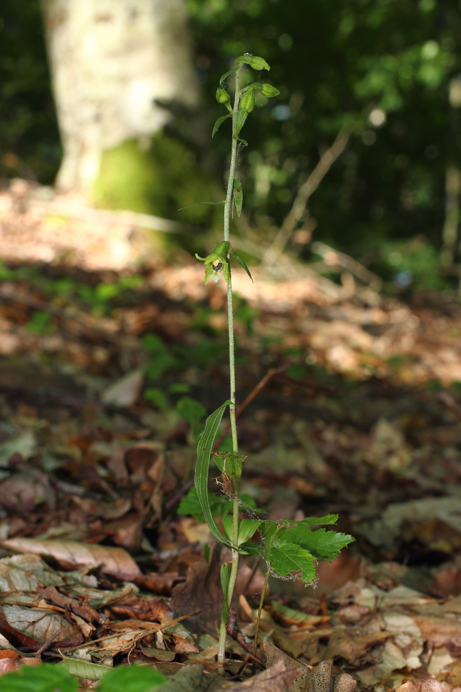 Изображение особи Epipactis pontica.