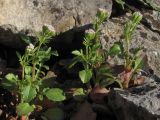Centranthus calcitrapae. Цветущие растения. Южный Берег Крыма, окр. пгт Симеиз, гора Кошка. 28 апреля 2016 г.