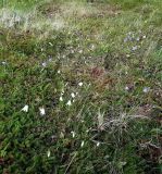 Campanula rotundifolia