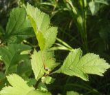 Crataegus sanguinea. Верхушка побега. Новосибирская обл., Искитимский р-н, окр. пгт Линёво, степная балка \"Титов Лог\", берёзовый лес, опушка. 14 августа 2011 г.