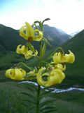 Lilium kesselringianum