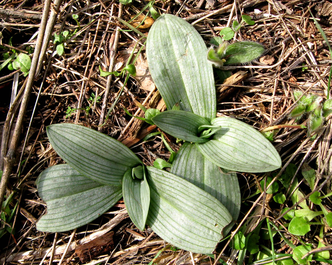 Изображение особи Ophrys oestrifera.