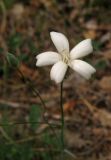 Dianthus marschallii. Цветок. Крым, окраины г. Ялты. 25 мая 2012 г.